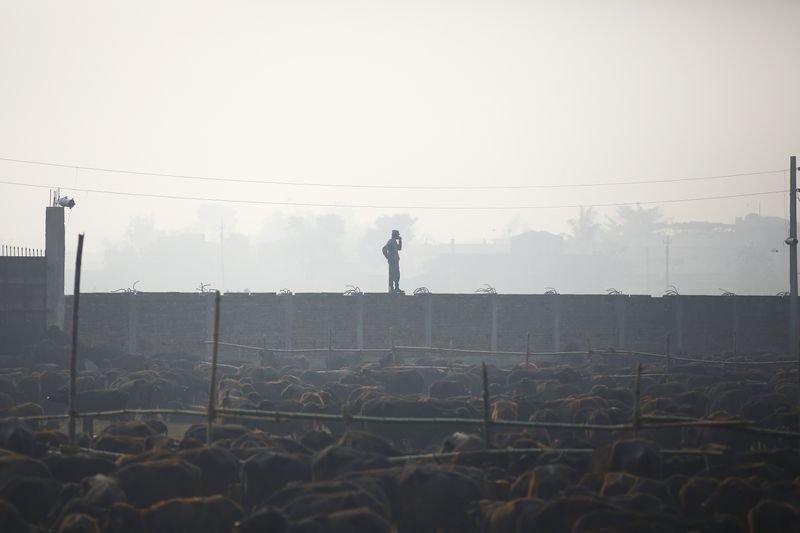 Nepal'de dini festivalde yüz binlerce hayvan kesildi