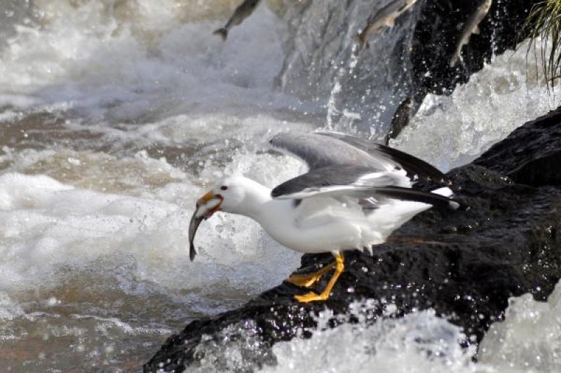 İnci kefalinin akıntıya karşı dansı