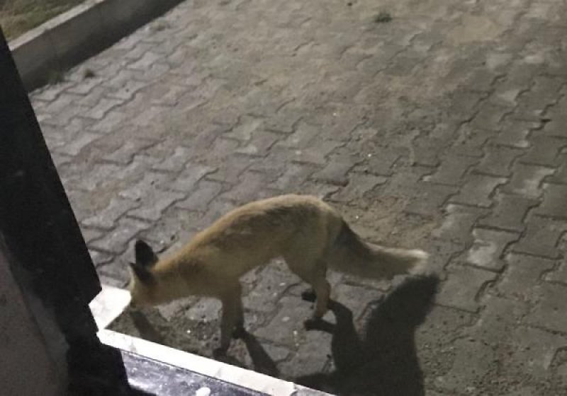 Doğu Karadeniz'de kar etkisi