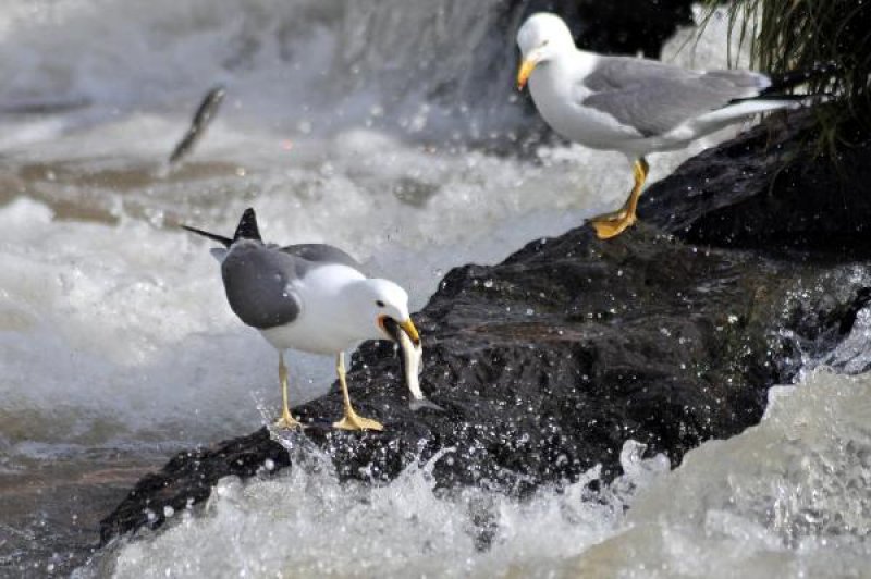 İnci kefalinin akıntıya karşı dansı