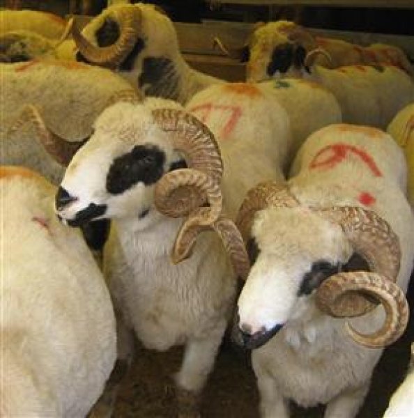 Kurbanlık satış fiyatları açıklandı