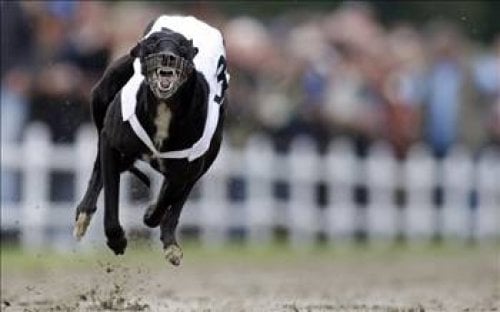 Uzun mesafede hızlı koşabilme rekoru ise greyhounda aittir. Bir greyhound yaklaşık 90 km'lik hızını 1,5 km boyunca koruyabilir.