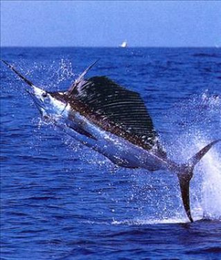 Denizlerdeki hız rekoru 110 km/h ile kılıç balığına aittir.