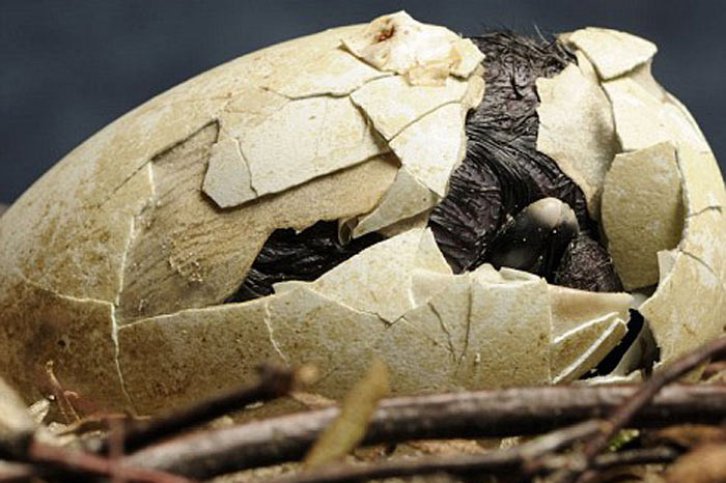 Hayvanların doğum anları