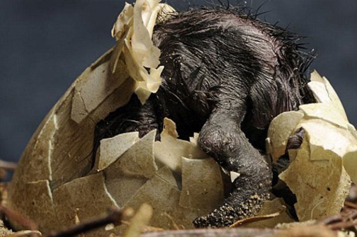 Hayvanların doğum anları