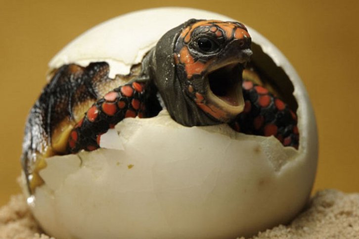 Hayvanların doğum anları