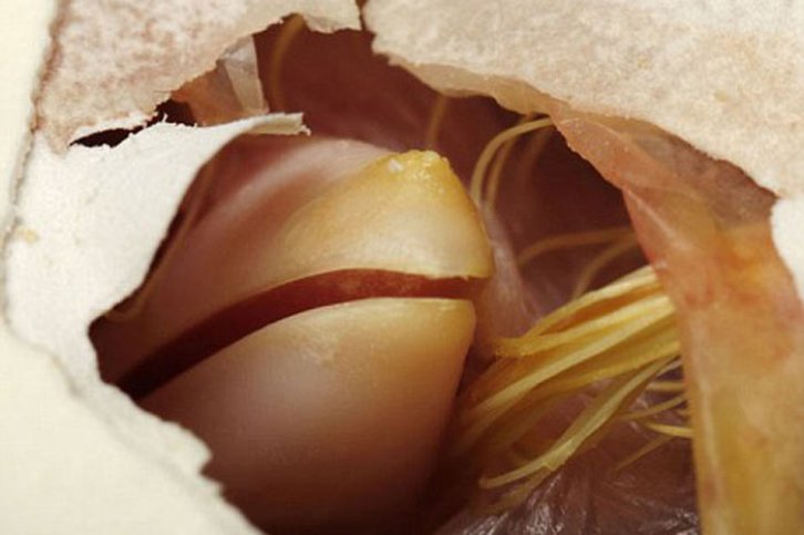 Hayvanların doğum anları