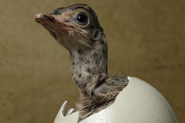 Hayvanların doğum anları