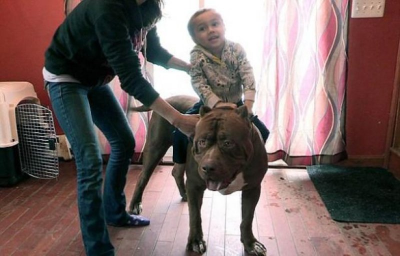 Amerika'da bir aile dünyanın en büyük pitbulluna sahip