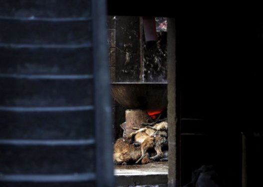 Çin'de köpek yeme festivali yapıldı