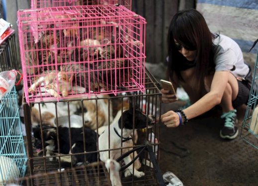 Çin'de köpek yeme festivali yapıldı