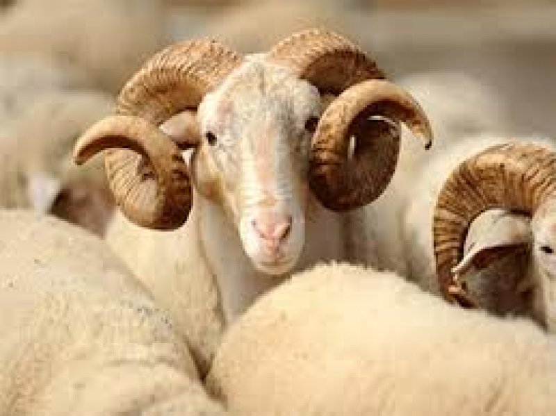 Kurbanlık satış fiyatları açıklandı