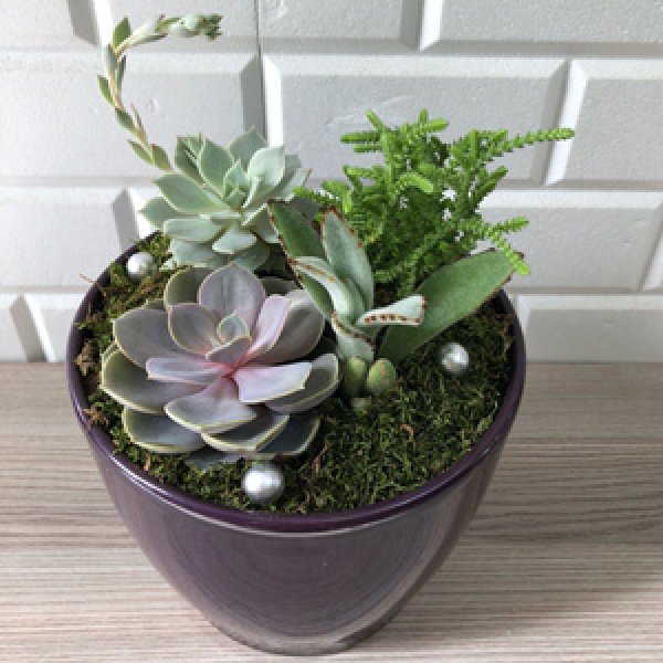 Dekorasyonda sukulent şıklığı
