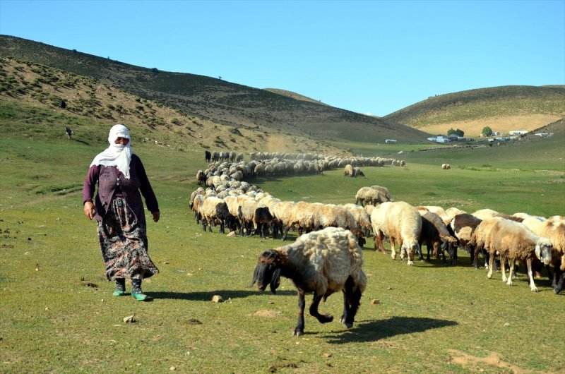 Muşlu kadınlar yaylalarda ek gelir için çalışıyor