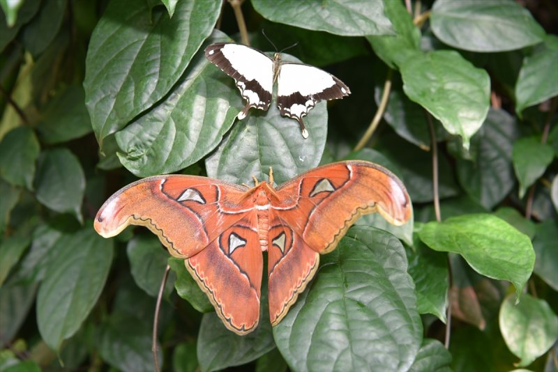 Konya'da dev kelebeğe büyük ilgi