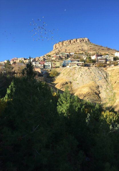 Mardinli Şeyhmus Amca, kendi çabasıyla orman oluşturdu