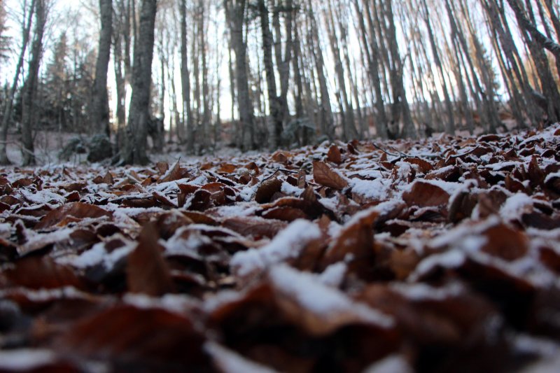 Bolu'da sonbahar yaprakları, karla buluştu