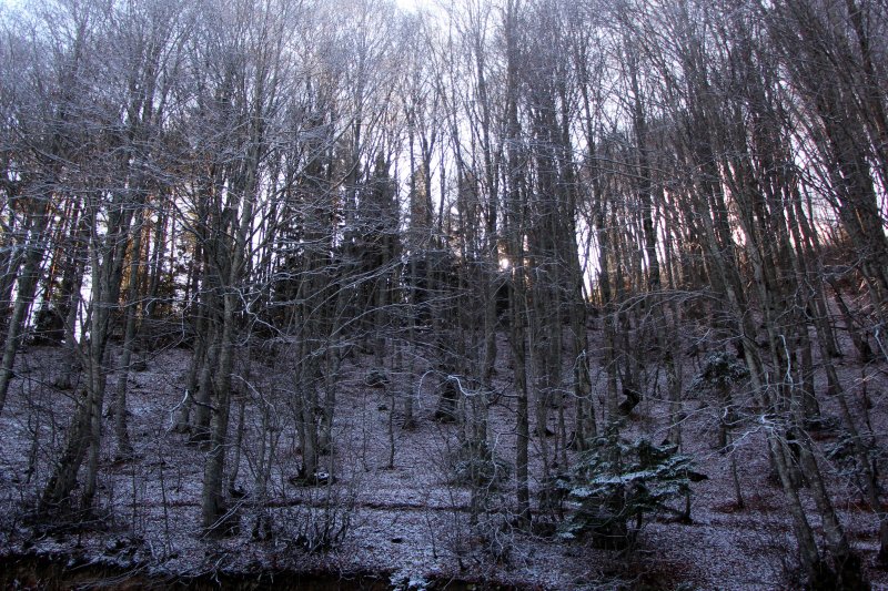 Bolu'da sonbahar yaprakları, karla buluştu
