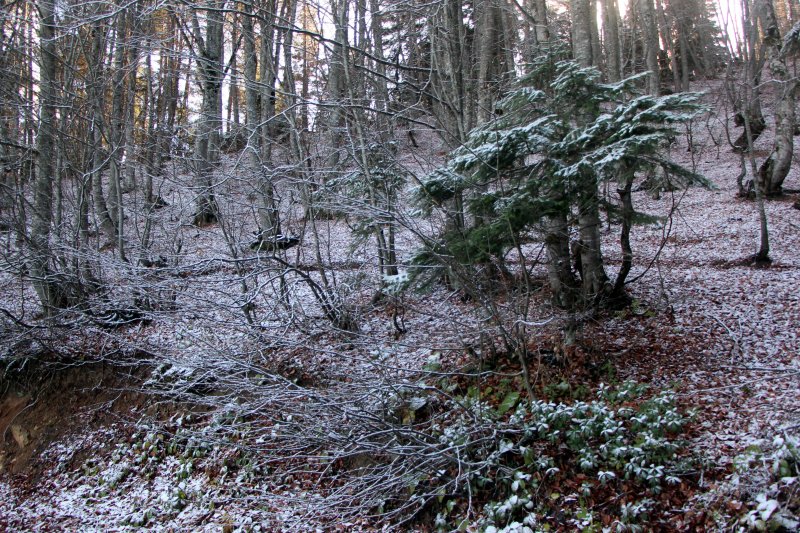 Bolu'da sonbahar yaprakları, karla buluştu