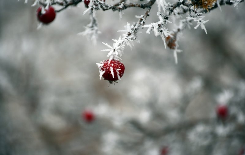 Sivas'ta kırağı ve sis, büyüleyici görüntüleri ortaya çıkardı