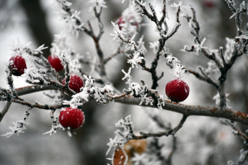 Sivas'ta kırağı ve sis, büyüleyici görüntüleri ortaya çıkardı