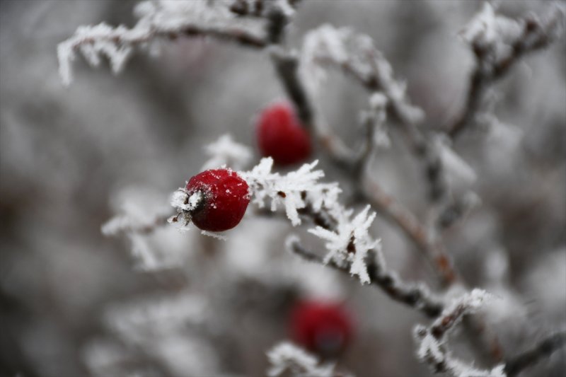 Sivas'ta kırağı ve sis, büyüleyici görüntüleri ortaya çıkardı