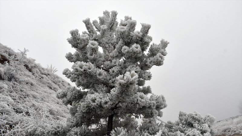 Sivas'ta kırağı ve sis, büyüleyici görüntüleri ortaya çıkardı