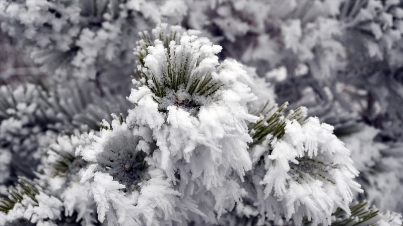 Sivas'ta kırağı ve sis, büyüleyici görüntüleri ortaya çıkardı