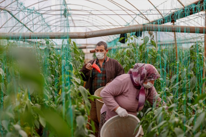 Antalya'da seralarda çalışma kısıtlamada da devam etti