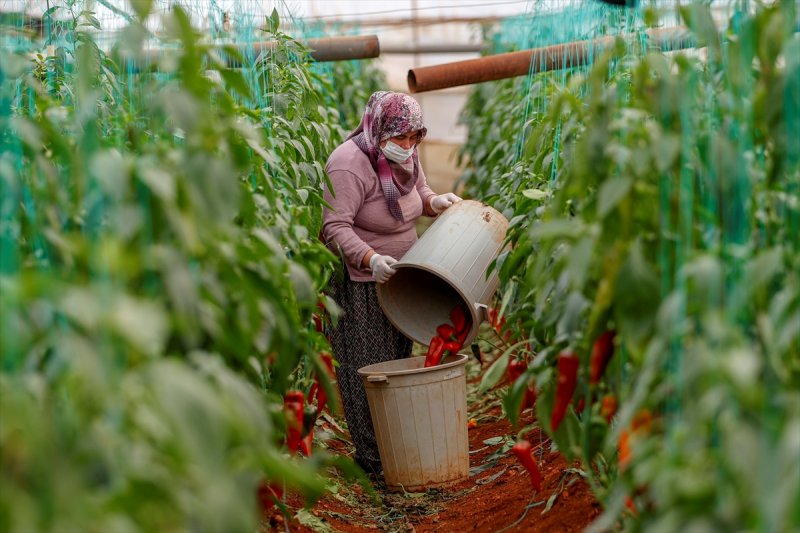 Antalya'da seralarda çalışma kısıtlamada da devam etti