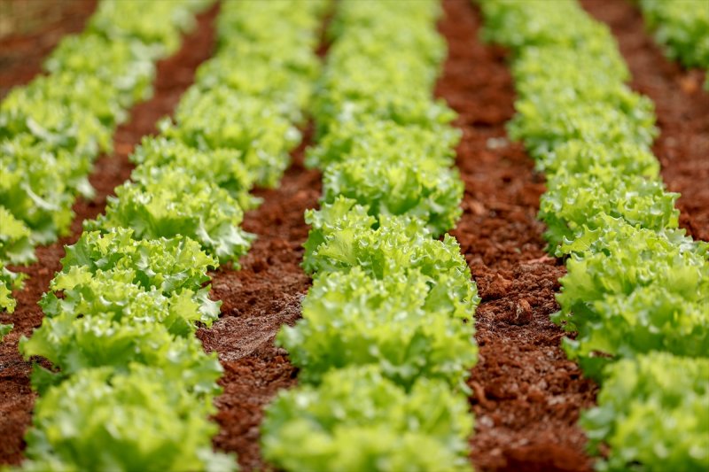 Antalya'da seralarda çalışma kısıtlamada da devam etti