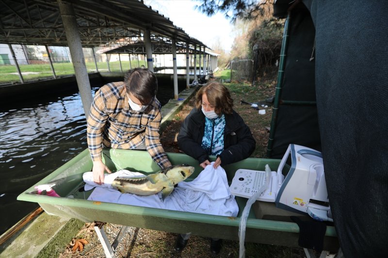 Mersin balığı özel havuzlarda yetiştiriliyor
