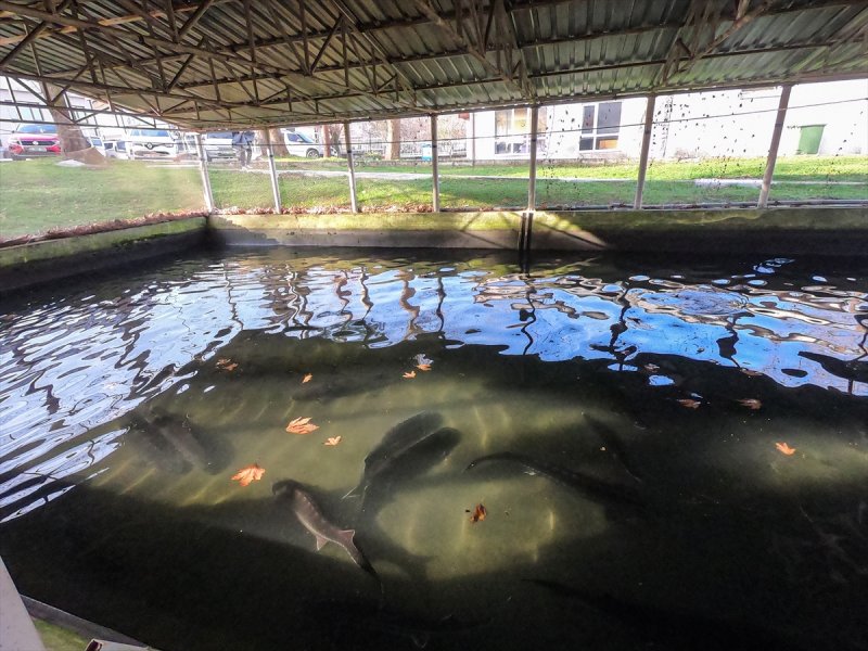 Mersin balığı özel havuzlarda yetiştiriliyor