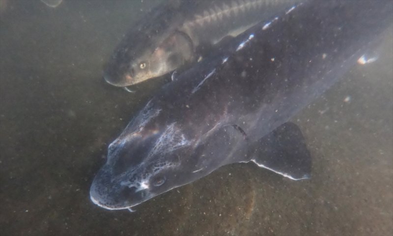 Mersin balığı özel havuzlarda yetiştiriliyor