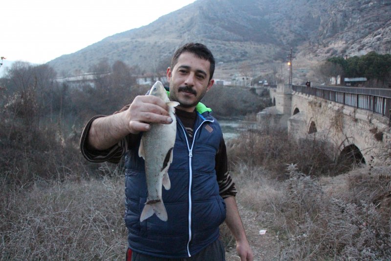 Yeşilırmak'ta toplu balık ölümleri