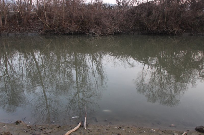 Yeşilırmak'ta toplu balık ölümleri