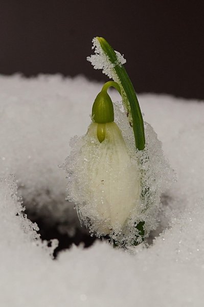 Kardelenleri koparmanın cezası 80 bin lira oldu	