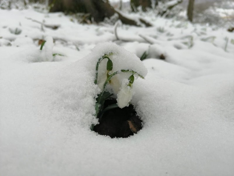 Kardelenleri koparmanın cezası 80 bin lira oldu	