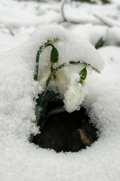 Kardelenleri koparmanın cezası 80 bin lira oldu	
