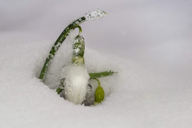 Kardelenleri koparmanın cezası 80 bin lira oldu	