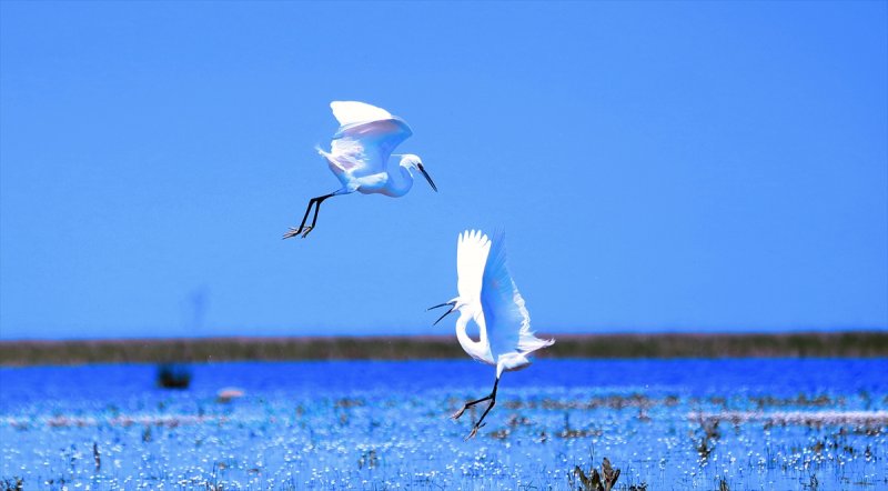 Kızılırmak Deltası, ilkbaharın gelişiyle göçmen kuşlarla süslendi