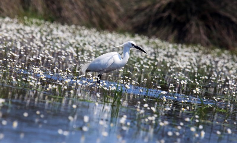 Kızılırmak Deltası, ilkbaharın gelişiyle göçmen kuşlarla süslendi