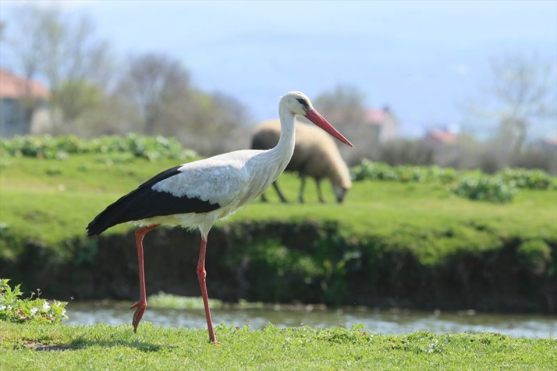 Kızılırmak Deltası, ilkbaharın gelişiyle göçmen kuşlarla süslendi