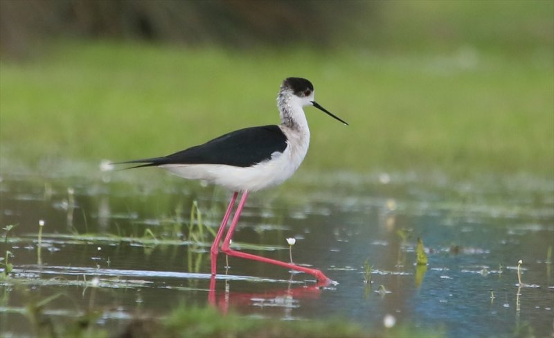 Kızılırmak Deltası, ilkbaharın gelişiyle göçmen kuşlarla süslendi