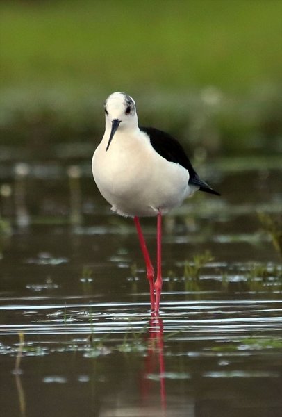 Kızılırmak Deltası, ilkbaharın gelişiyle göçmen kuşlarla süslendi