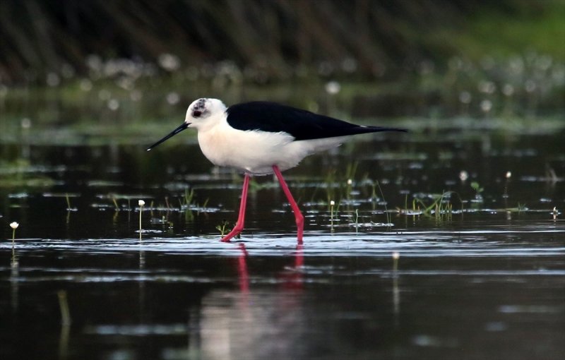 Kızılırmak Deltası, ilkbaharın gelişiyle göçmen kuşlarla süslendi