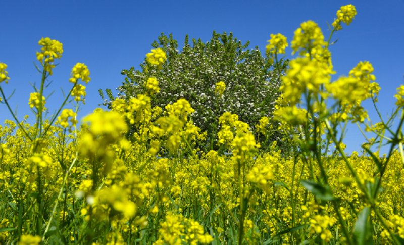 Tunceli'de hardal çiçekleri görsel şölen oluşturdu 