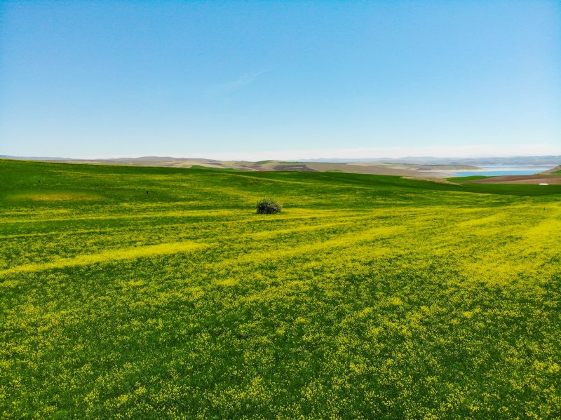 Tunceli'de hardal çiçekleri görsel şölen oluşturdu 