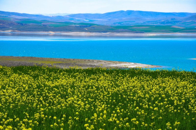 Tunceli'de hardal çiçekleri görsel şölen oluşturdu 