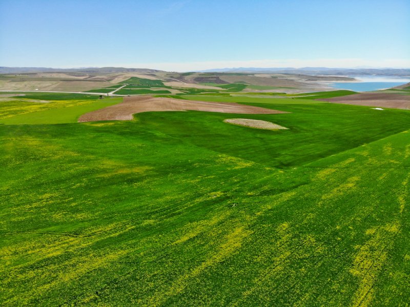Tunceli'de hardal çiçekleri görsel şölen oluşturdu 